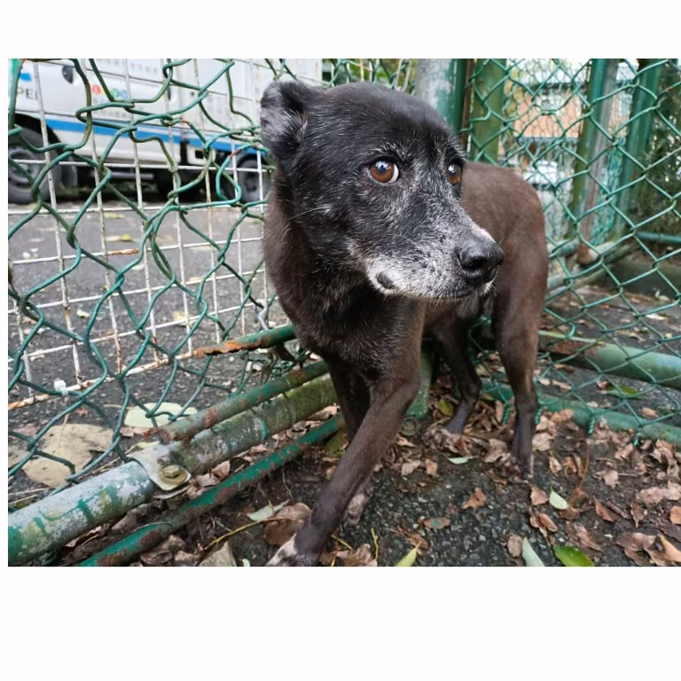 Black adult female mixed-breed dog, Medium, shelter no. …0912