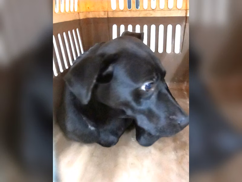 Perro mestizo macho adulto (negro), Grande, refugio n.º …0965
