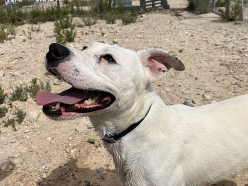 Lino, Adult · Male · Large · Mixed breed