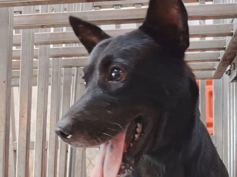 Black adult male mixed-breed dog, Medium, shelter no. …5-05