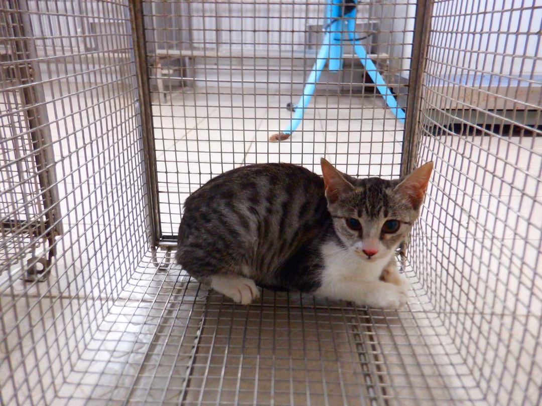 Tabby-and-white adult female mixed-breed cat, Small, shelter no. …12C4