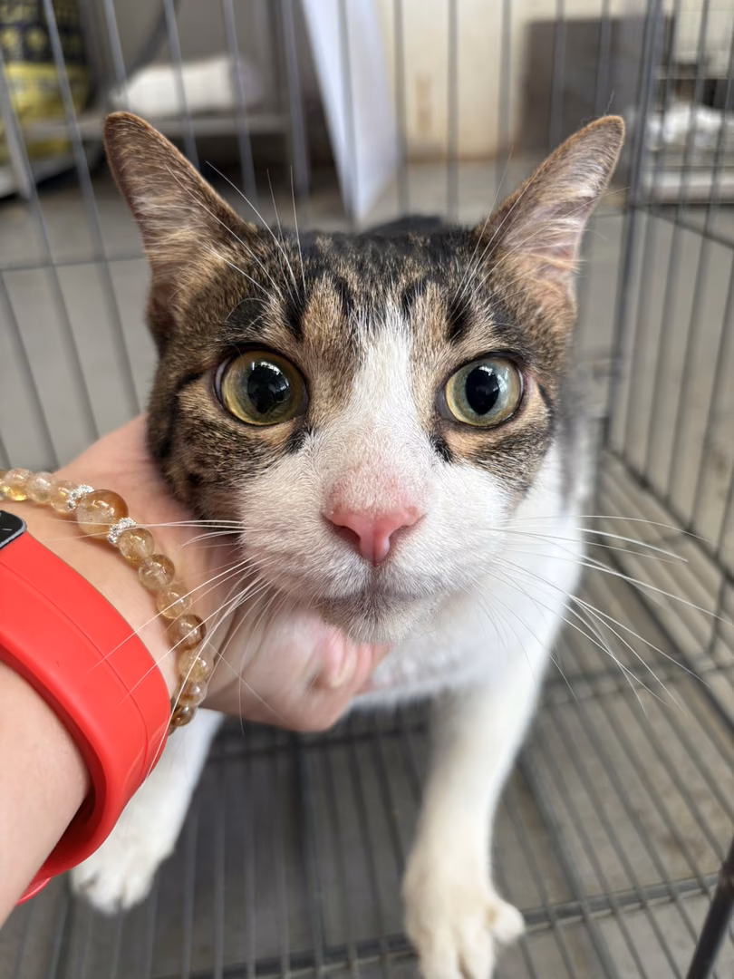 Tabby-and-white adult male mixed-breed cat, Medium, shelter no. …6001