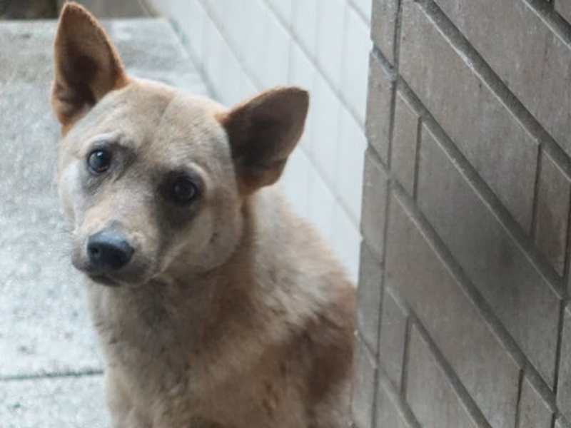 Tan adult male mixed-breed dog, Medium, shelter no. …0381