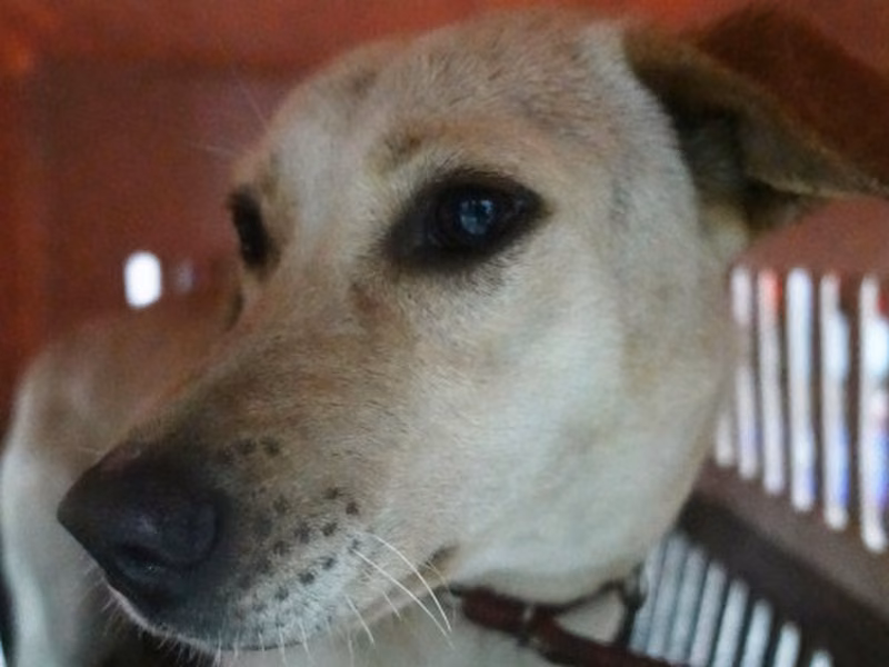 White adult female mixed-breed dog, Large, shelter no. …0456