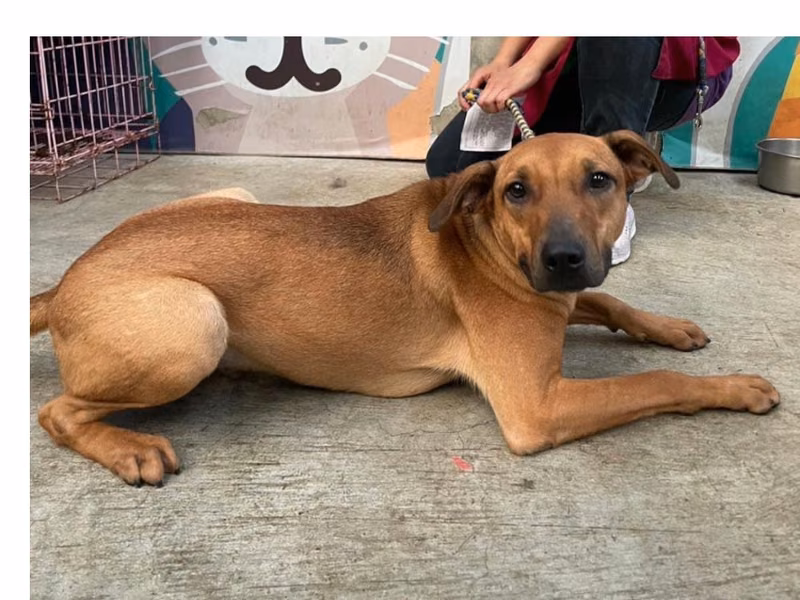 Brown young male mixed-breed dog, Medium, shelter no. …8002
