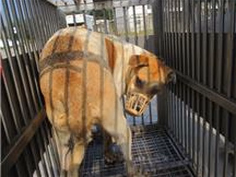 Tan-and-white adult female mixed-breed dog, Medium, shelter no. …4011