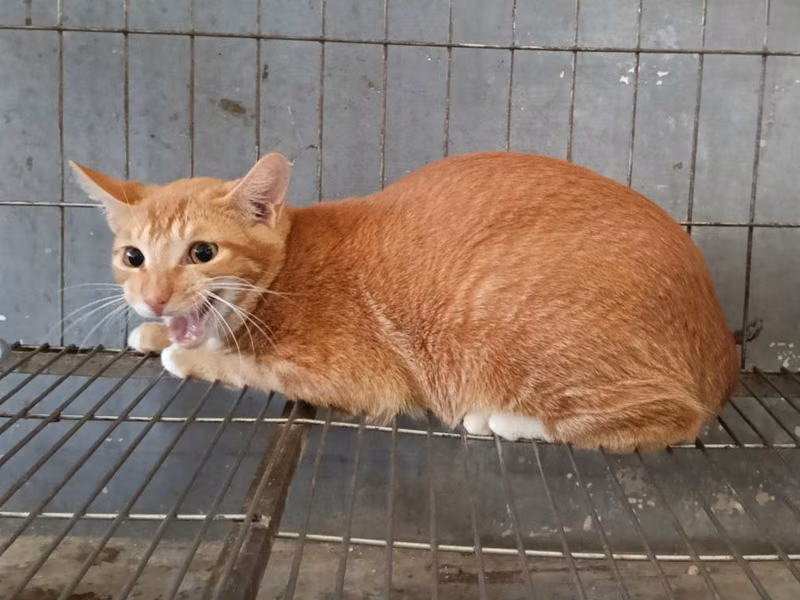 Orange adult male mixed-breed cat, Medium, shelter no. …8003