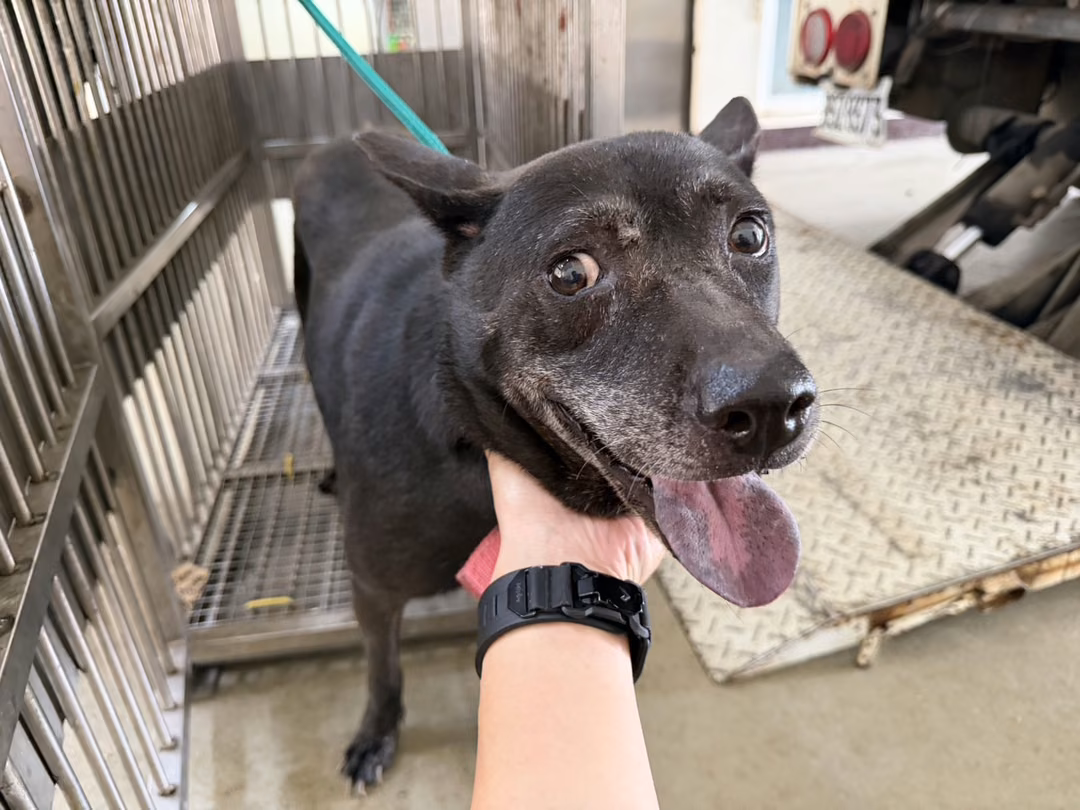 Black adult female mixed-breed dog, Medium, shelter no. …1004