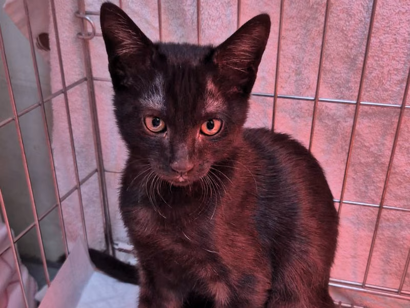 Black young male mixed-breed cat, Small, shelter no. …4002