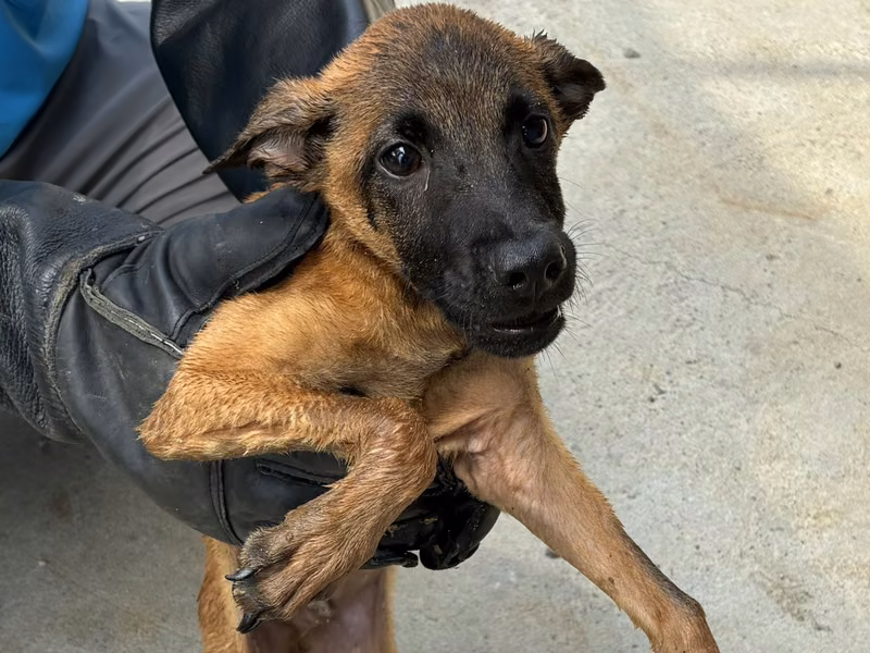 Tan young male mixed-breed dog, Small, shelter no. …7018