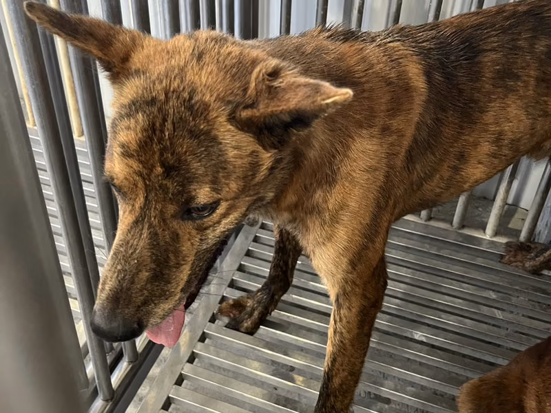 Tabby adult male mixed-breed dog, Medium, shelter no. …6003