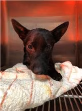 Black adult male mixed-breed dog, Small, shelter no. …5001