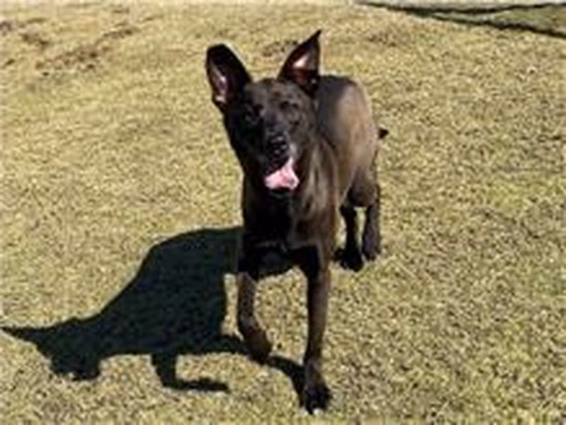 Black adult female mixed-breed dog, Small, shelter no. …2003