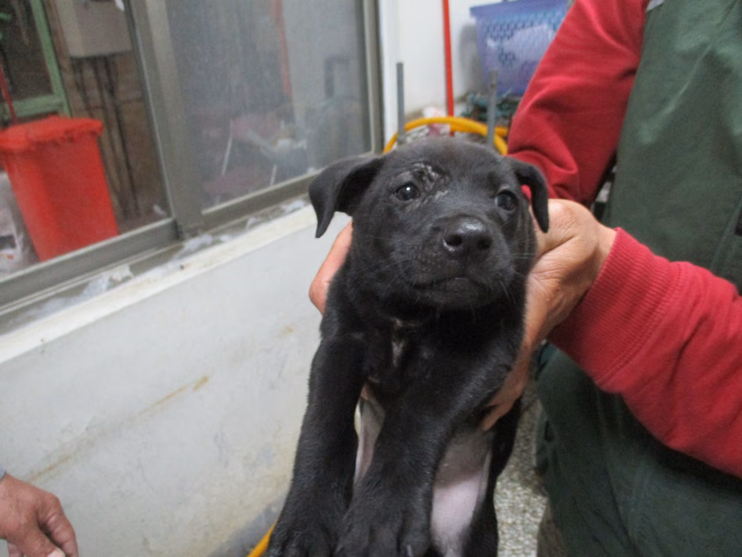 Black adult male mixed-breed dog, Medium, shelter no. …Q1-2