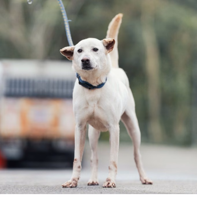 White adult male mixed-breed dog, Medium, shelter no. …6001