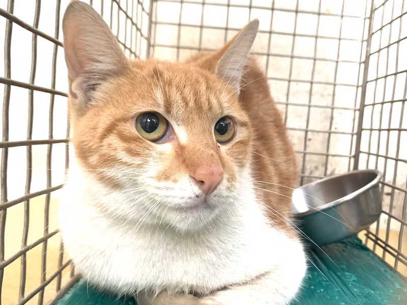 Adult female mixed-breed cat, Small, shelter no. …0404