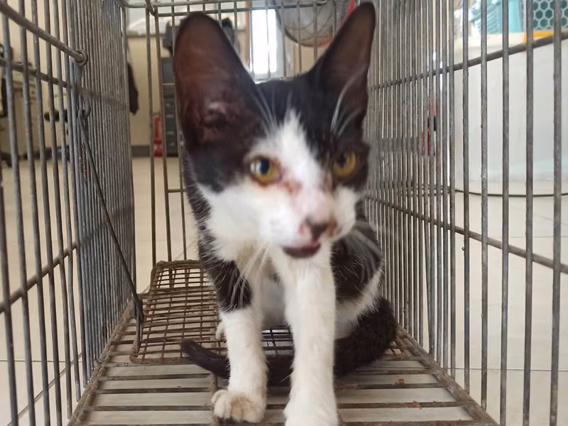 Black-and-white young female mixed-breed cat, Small, shelter no. …2C02