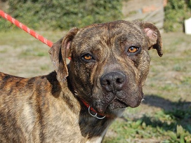 Stiles, Senior · Male · Medium · American Staffordshire Terrier