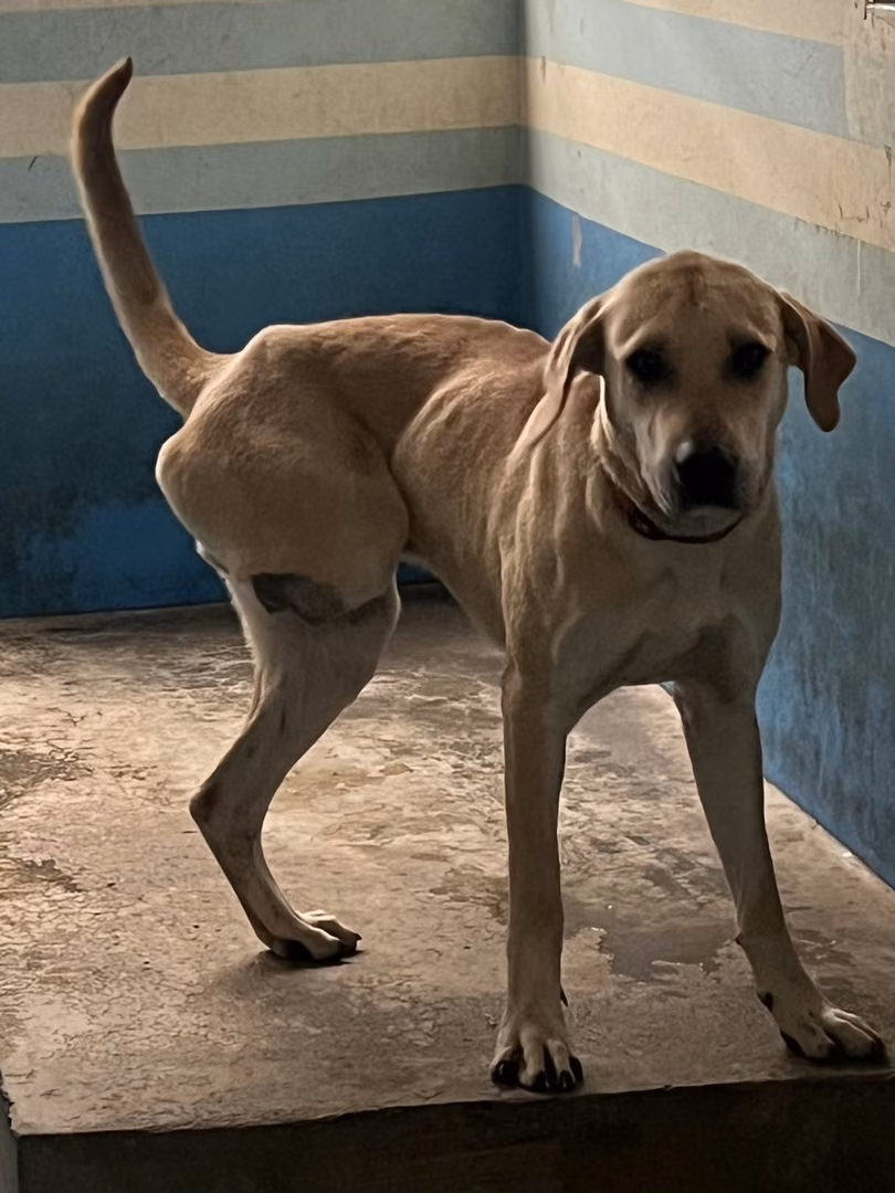 Tan adult male mixed-breed dog, Large, shelter no. …1002