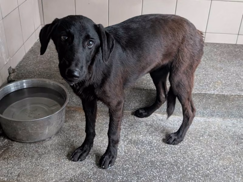 Black adult male mixed-breed dog, Large, shelter no. …1414