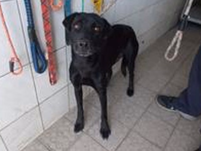 Black adult female mixed-breed dog, Medium, shelter no. …1123