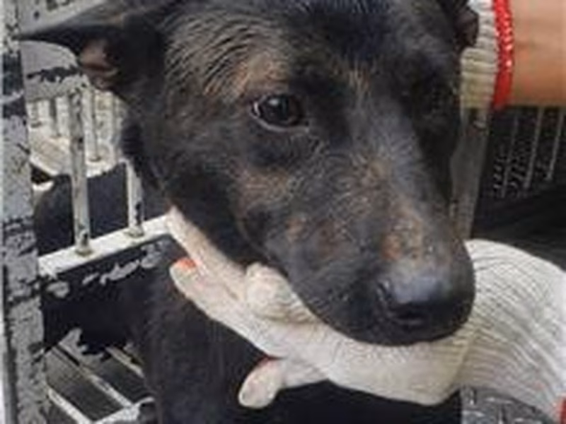 Black adult male mixed-breed dog, Medium, shelter no. …5005