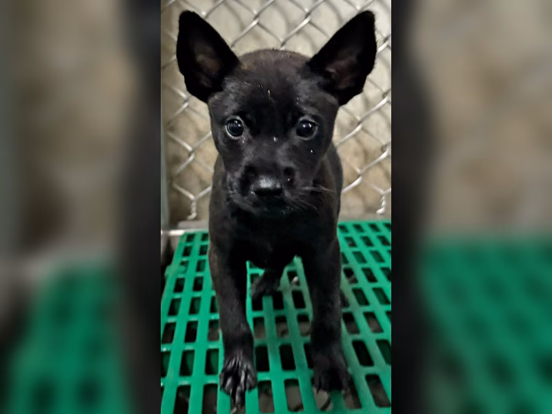 Black young female mixed-breed dog, Small, shelter no. …3004