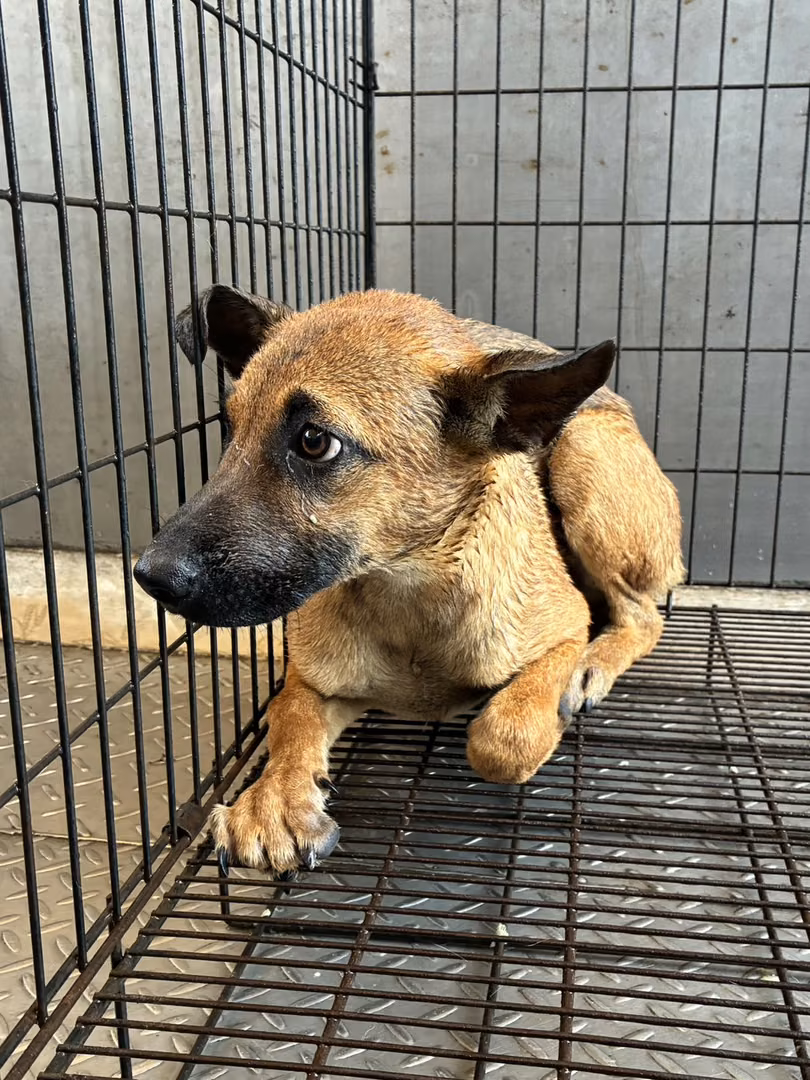 Tan young male mixed-breed dog, Small, shelter no. …3002