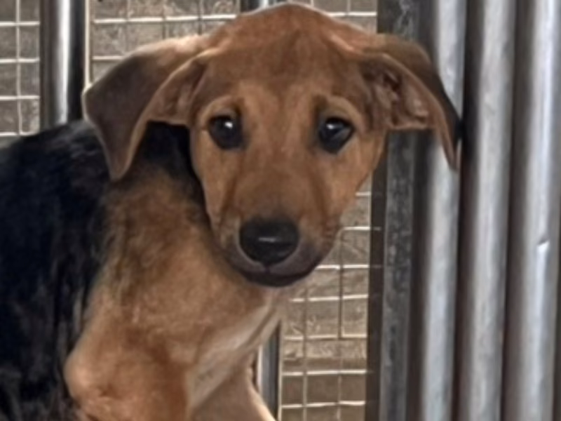 Black-and-tan young male mixed-breed dog, Small, shelter no. …3004