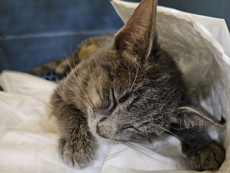 Gray young female mixed-breed cat, Small, shelter no. …7C05