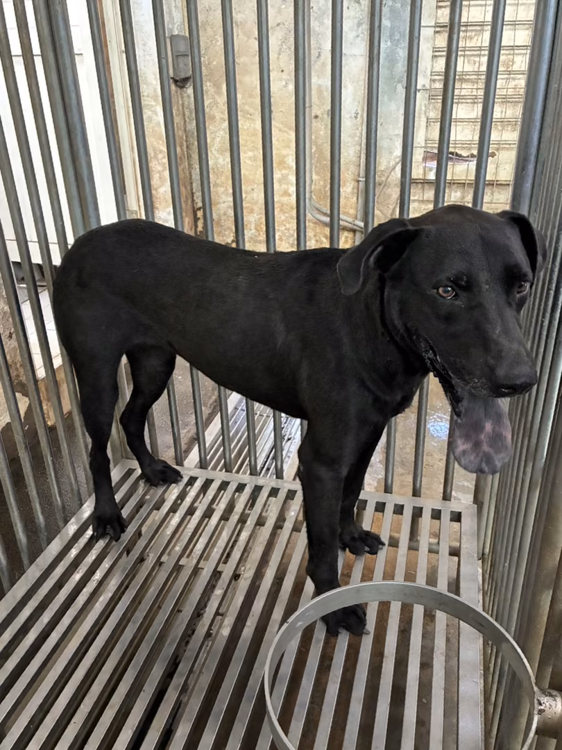 Black adult female mixed-breed dog, Medium, shelter no. …3007