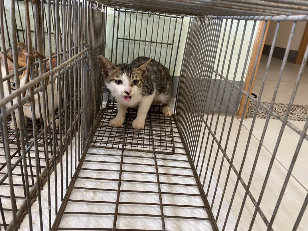 Young male mixed-breed cat, Small, shelter no. …5C04