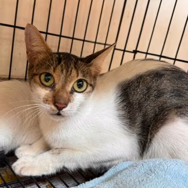 Tabby-and-white adult female mixed-breed cat, Large, shelter no. …3002