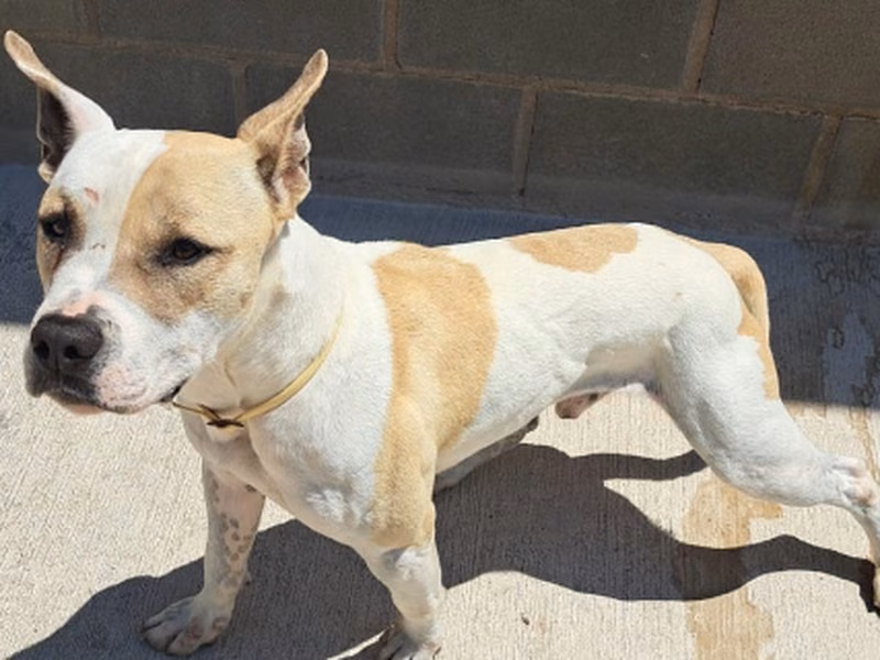 Nain/Poncho، بالغ · ذكر · متوسط · هجين