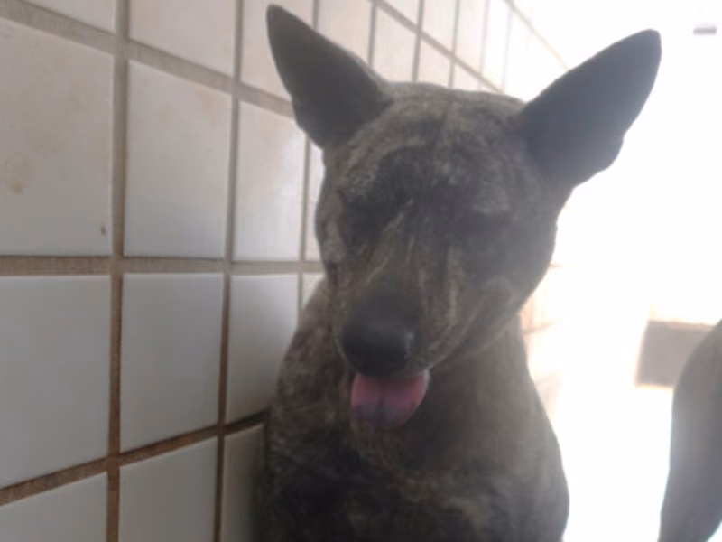 Tabby adult female mixed-breed dog, Large, shelter no. …0807