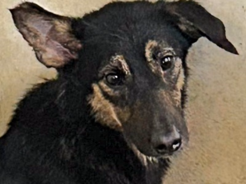 Black-and-tan adult female mixed-breed dog, Medium, shelter no. …0013