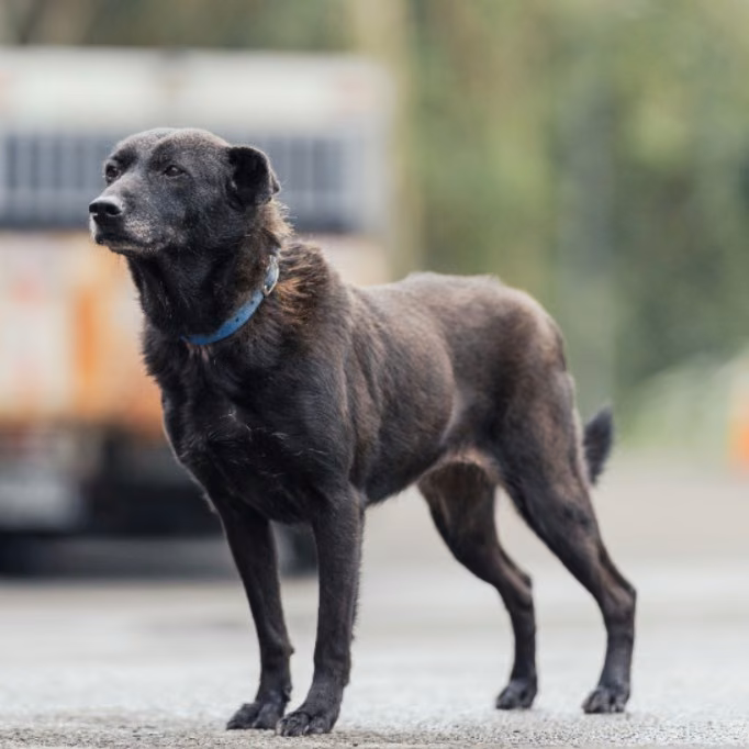 Black adult female mixed-breed dog, Medium, shelter no. …1402