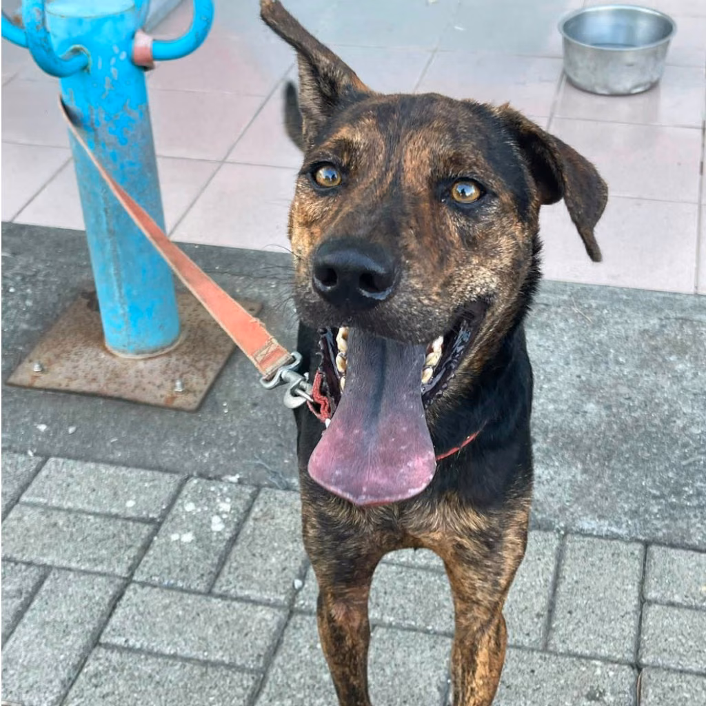 Black-and-tan adult male mixed-breed dog, Medium, shelter no. …8-07