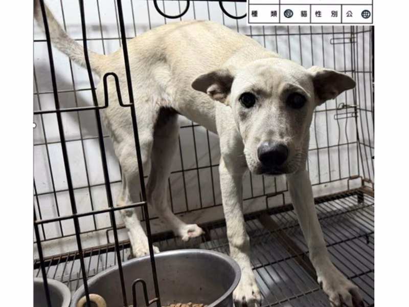 White adult female mixed-breed dog, Large, shelter no. …040D