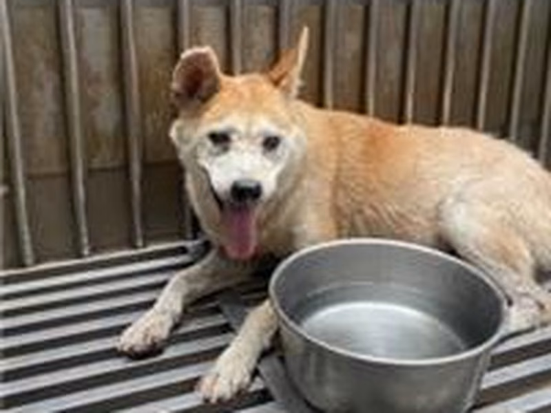 White adult female mixed-breed dog, Medium, shelter no. …3002