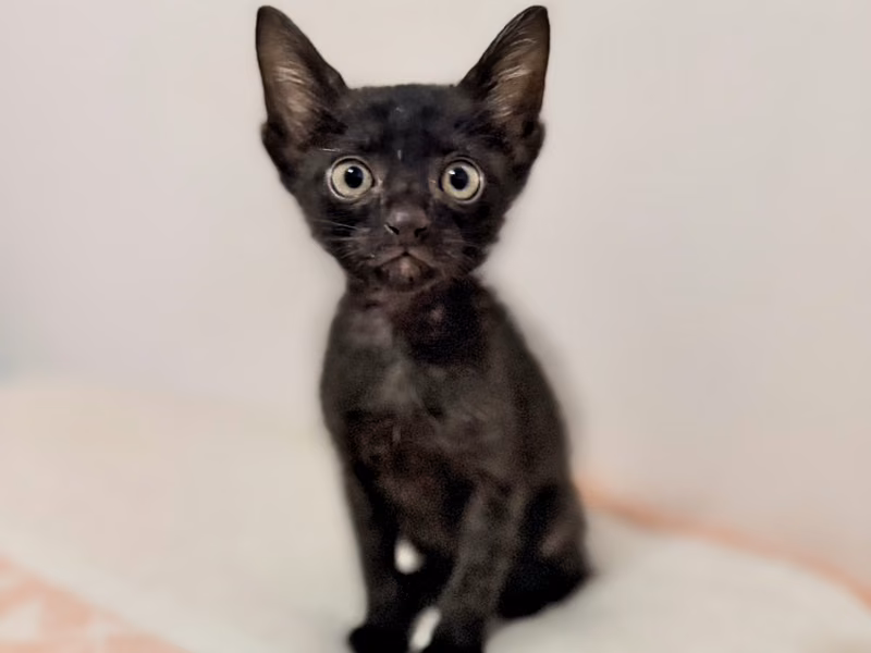 Black young male mixed-breed cat, Small, shelter no. …3007