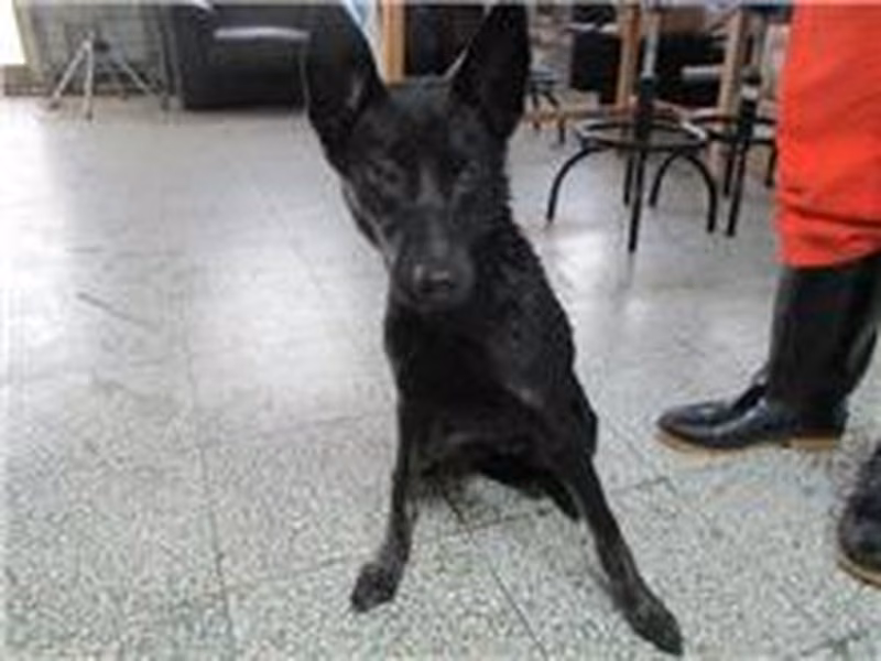 Black female mixed-breed dog, Medium, shelter no. …0005