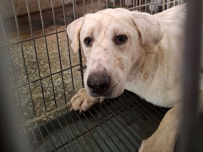 White adult male mixed-breed dog, Medium, shelter no. …9-02