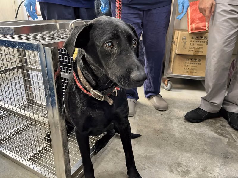 Black adult male mixed-breed dog, Medium, shelter no. …0503