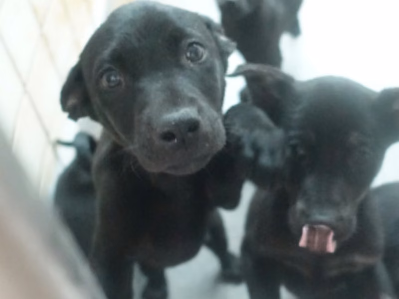 Black young mixed-breed dog, Small, shelter no. …0372