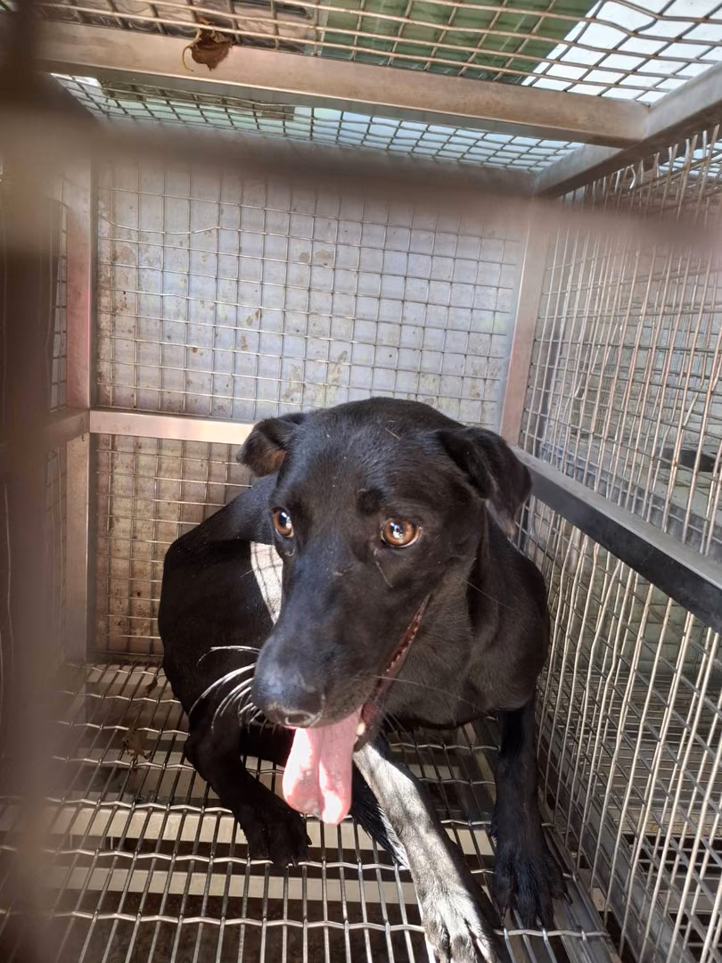 Black adult female mixed-breed dog, Medium, shelter no. …9-03