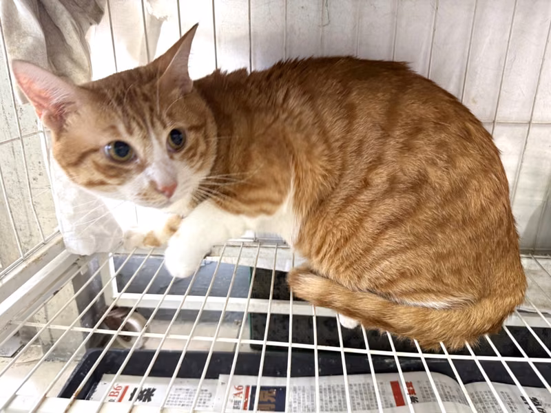 Orange adult male mixed-breed cat, Large, shelter no. …23C4