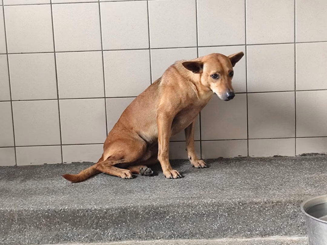 Tan adult male mixed-breed dog, Large, shelter no. …1101