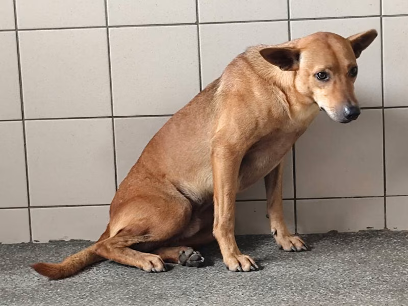 Tan adult male mixed-breed dog, Large, shelter no. …1101