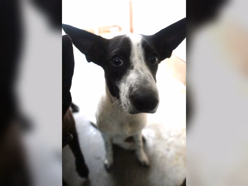Black-and-white young female mixed-breed dog, Medium, shelter no. …1579